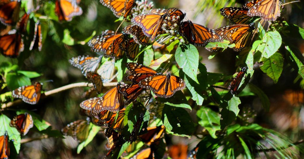 Mariposas posadas en hojas